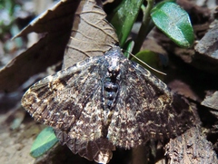 Metalectra diabolica