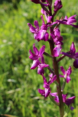 Anacamptis laxiflora