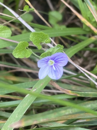 Veronica filiformis, photograph 6