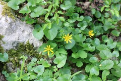 Ficaria verna calthifolia
