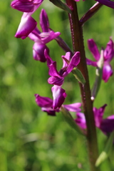 Anacamptis laxiflora