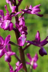 Anacamptis laxiflora
