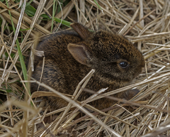 Marsh Rabbit photo 2