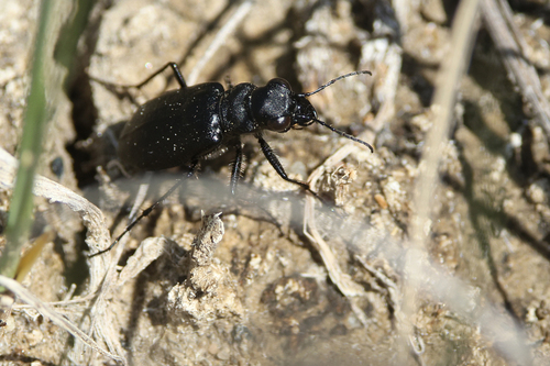 Prairie Long-lipped Tiger Beetle