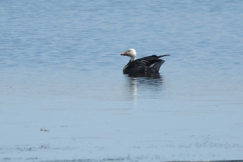 Snow Goose