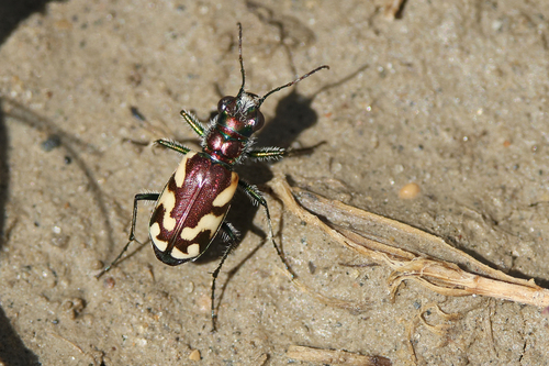 Crimson Saltflat Tiger Beetle