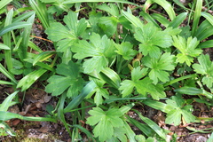 Ranunculus neapolitanus