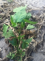 Capsicum annuum annuum