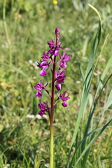 Anacamptis laxiflora