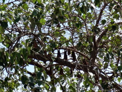 Epomophorus gambianus