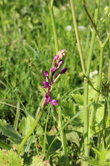 Anacamptis laxiflora
