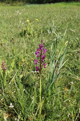 Anacamptis laxiflora