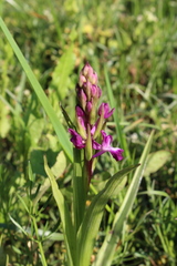 Anacamptis laxiflora
