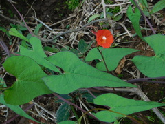 Ipomoea cholulensis