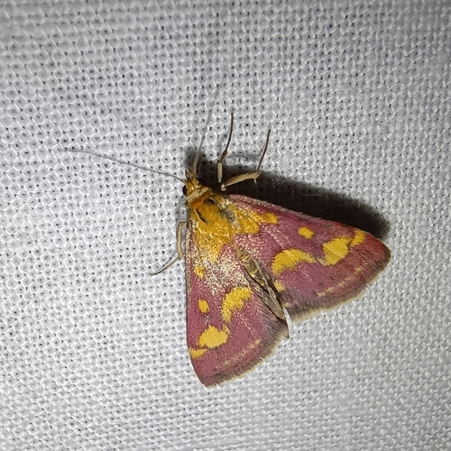 Common Crimson-and-gold Moth, Drenthe, NL, photo 10 of 10