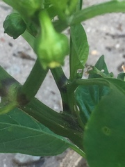 Capsicum annuum annuum