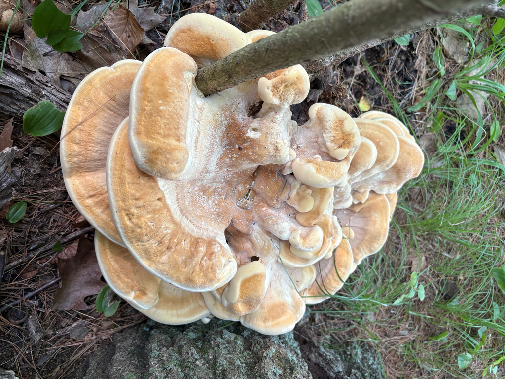 Berkeley's Polypore · July 2026 · photo: Photo: (c) delognut, some rights reserved (CC BY) · iNaturalist