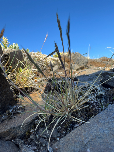 Festuca brachyphylla, photograph 4