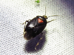 Deraeocoris sayi