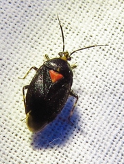Deraeocoris sayi