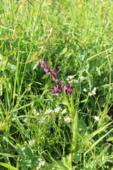 Anacamptis laxiflora