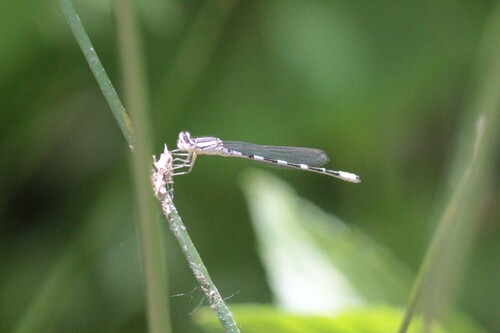 Tule Bluet photo 5