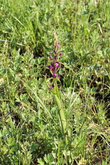 Anacamptis laxiflora