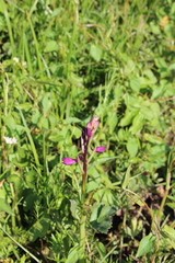 Anacamptis laxiflora
