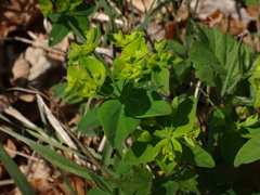 Euphorbia angulata