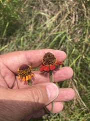 Helenium flexuosum