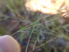 Eragrostis curtipedicellata