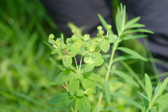 Euphorbia palustris