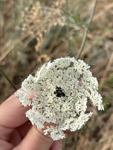 wild carrot