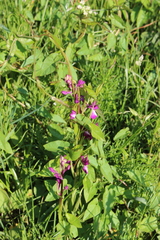 Anacamptis laxiflora
