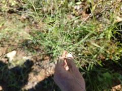 Eragrostis curtipedicellata