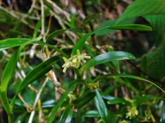 Epidendrum isomerum