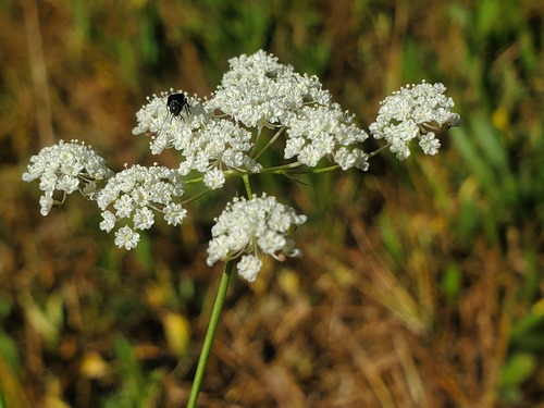 iNaturalist observation photo of yampahs