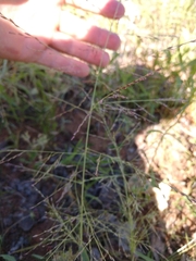 Eragrostis curtipedicellata