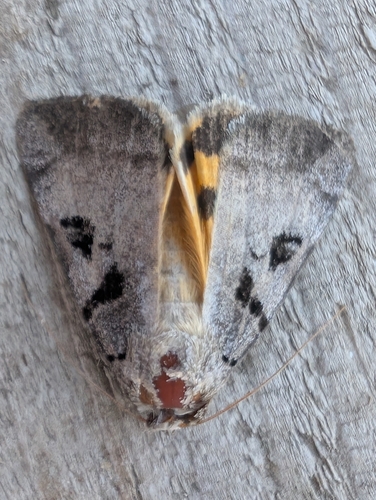 Whitney's Underwing photo 5