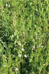 Anacamptis laxiflora