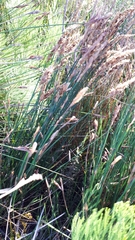Elegia fistulosa