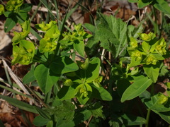 Euphorbia angulata