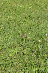 Anacamptis laxiflora