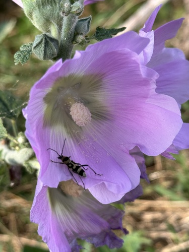 Grape Wood Borer