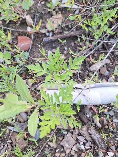 common ragweed
