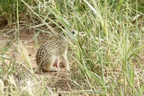 Rio Grande Ground Squirrel observed by xenabird