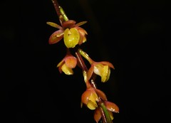 Epidendrum laucheanum
