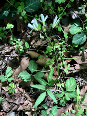 Cardamine angustata