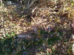 Hemiargus hanno