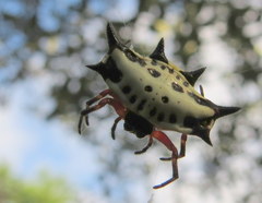 Gasteracantha sanguinolenta